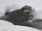 Canadian Beaver