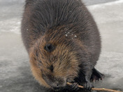 Canadian Beaver