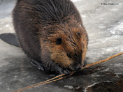Canadian Beaver