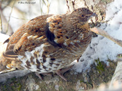 Ruffed Grouse