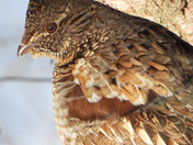 Ruffed Grouse