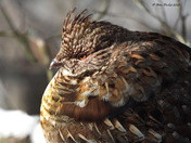 Ruffed Grouse