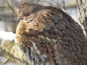 Ruffed Grouse