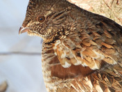 Ruffed Grouse