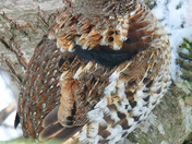 Ruffed Grouse
