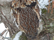 Ruffed Grouse