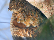 Ruffed Grouse