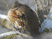 Ruffed Grouse
