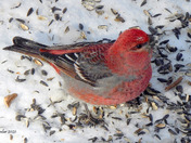 Pine Grosbeak