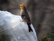 Pine Grosbeak