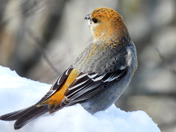 Pine Grosbeak