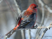 Pine Grosbeak