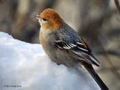Pine Grosbeak