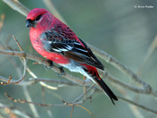 Pine Grosbeak