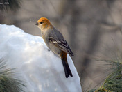 Pine Grosbeak