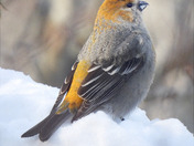 Pine Grosbeak