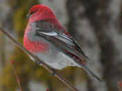 Pine Grosbeak