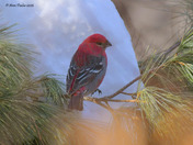 Pine Grosbeak