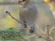 Pine Grosbeak