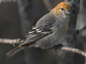Pine Grosbeak