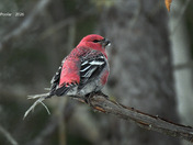 Pine Grosbeak