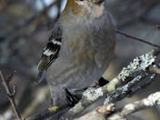 Pine Grosbeak