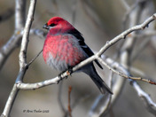 Pine Grosbeak