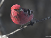 Pine Grosbeak
