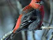 Pine Grosbeak