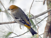 Pine Grosbeak