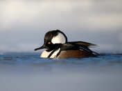 Hooded Merganser 