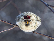 Hoary redpoll