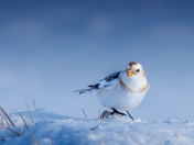 Snow bunting
