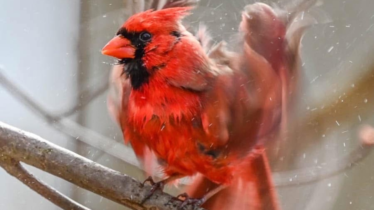 Cardinal Blur 