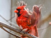 Cardinal Blur 