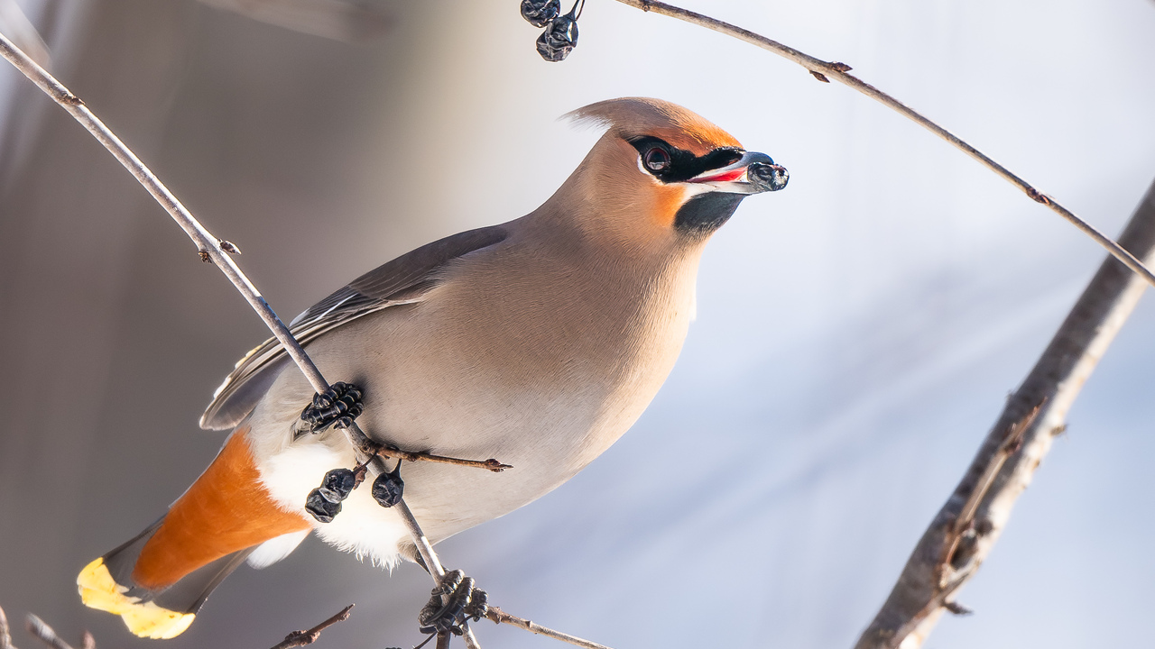 Waxwing breakfast