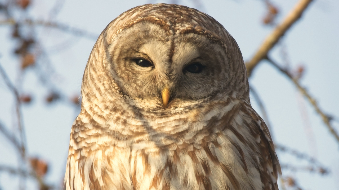 Barred owl 