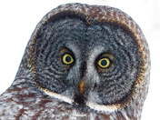 Grey owl 