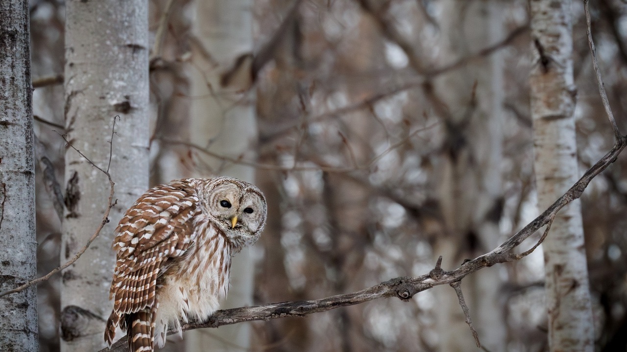 Barred owl