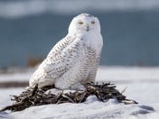 Snowy Owl