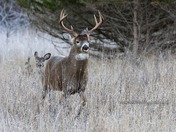 White Tail Deer