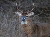 White Tail Deer