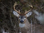 White Tail Deer