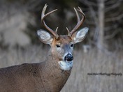 White Tail Deer