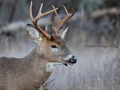 White Tail Deer
