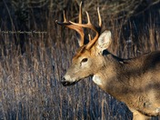 White Tail Deer