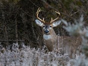 White Tail Deer