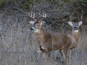White Tail Deer