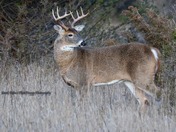 White Tail Deer