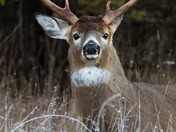 White Tail Deer